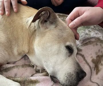 ARK Animal Homecare, PLLC