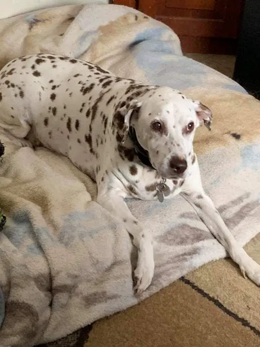 ARK Animal Homecare, PLLC 7