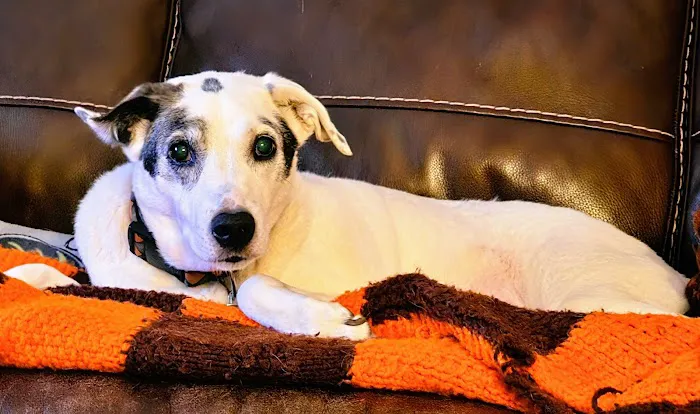 ARK Animal Homecare, PLLC 3