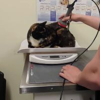 Suncook River Veterinary Clinic ico