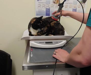 Suncook River Veterinary Clinic