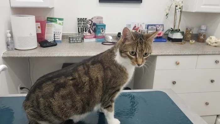 Pet Haven Animal Hospital 9