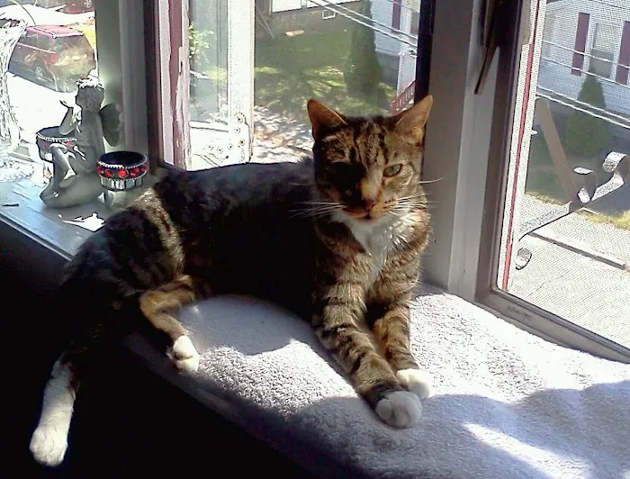 Linwood Animal Hospital 6