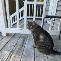 Linwood Animal Hospital ico