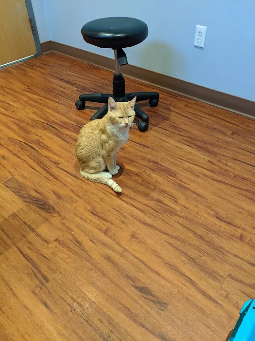 Belvidere Veterinary Hospital, A Thrive Pet Healthcare Partner 6