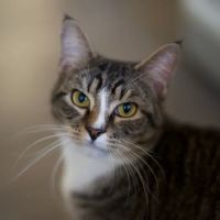 Belvidere Veterinary Hospital, A Thrive Pet Healthcare Partner ico