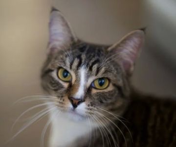 Belvidere Veterinary Hospital, A Thrive Pet Healthcare Partner