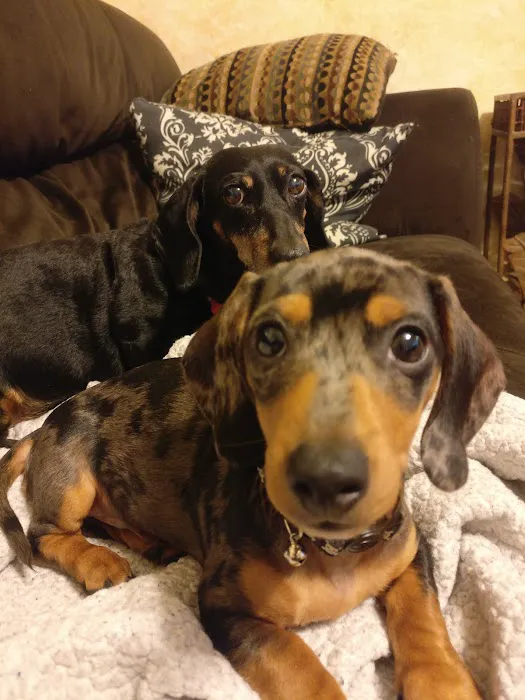 Belvidere Veterinary Hospital, A Thrive Pet Healthcare Partner 8