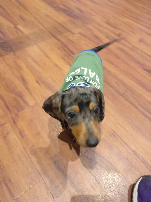 Belvidere Veterinary Hospital, A Thrive Pet Healthcare Partner 4