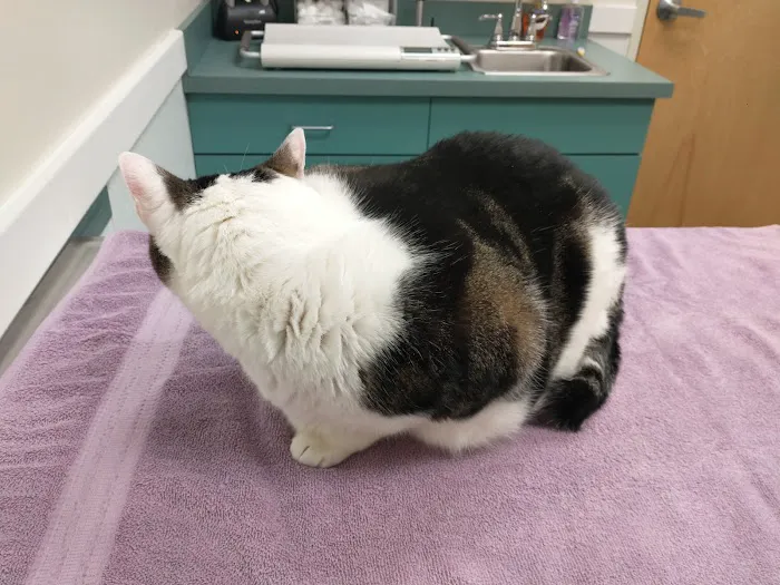 Wignall Animal Hospital, A Thrive Pet Healthcare Partner 2