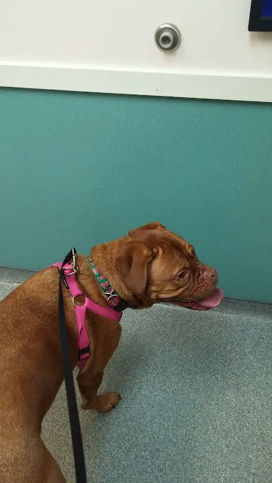 Wignall Animal Hospital, A Thrive Pet Healthcare Partner 3