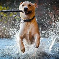 Wignall Animal Hospital, A Thrive Pet Healthcare Partner ico