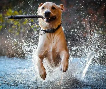 Wignall Animal Hospital, A Thrive Pet Healthcare Partner