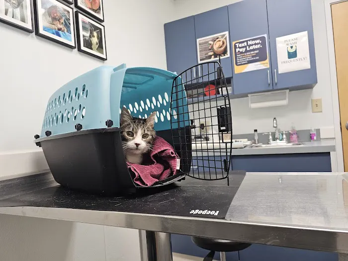 Wignall Animal Hospital, A Thrive Pet Healthcare Partner 6