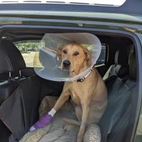 Massachusetts Veterinary Referral Hospital ico