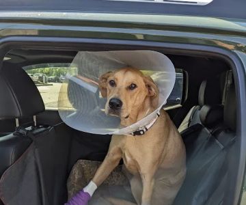 Massachusetts Veterinary Referral Hospital