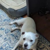 Banfield Pet Hospital ico