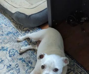 Banfield Pet Hospital