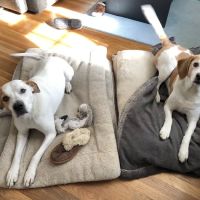 Mill Brook Animal Clinic ico