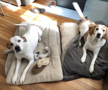 Mill Brook Animal Clinic