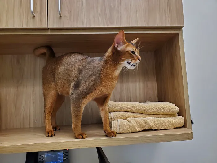VCA City Cats Hospital 5