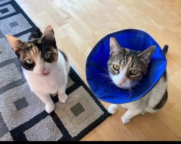 VCA City Cats Hospital 3