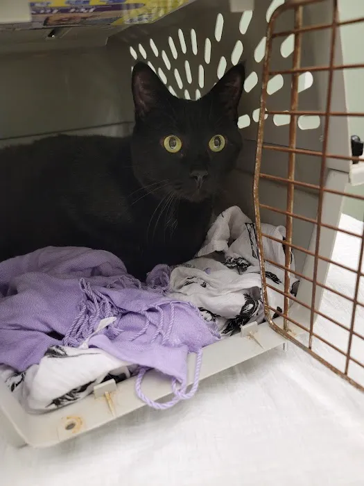 VCA City Cats Hospital 2