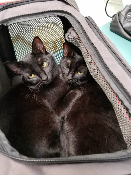 VCA City Cats Hospital 7