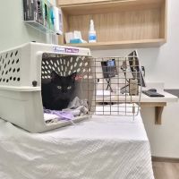VCA City Cats Hospital ico