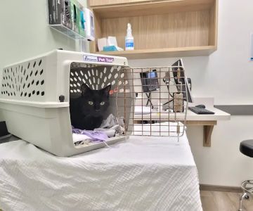 VCA City Cats Hospital