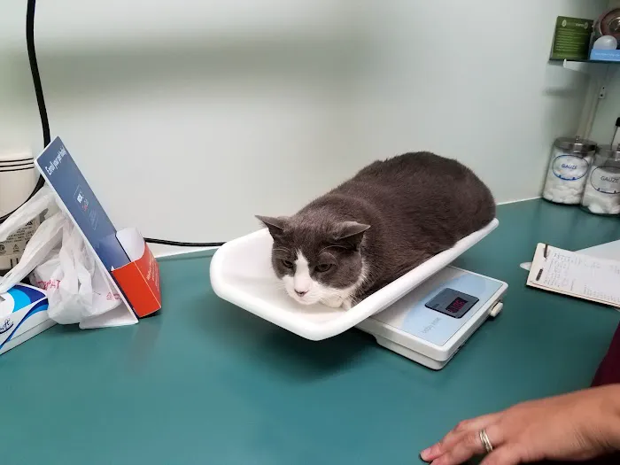 VCA City Cats Hospital 9