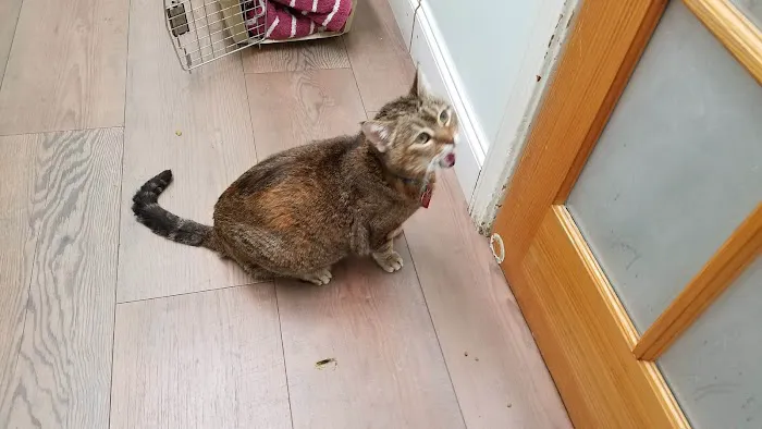 VCA City Cats Hospital 4