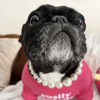 Vetco Vaccination Clinic ico