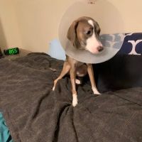 Thrive Pet Healthcare at Medford ico