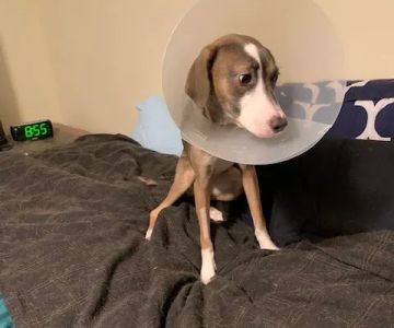 Thrive Pet Healthcare at Medford