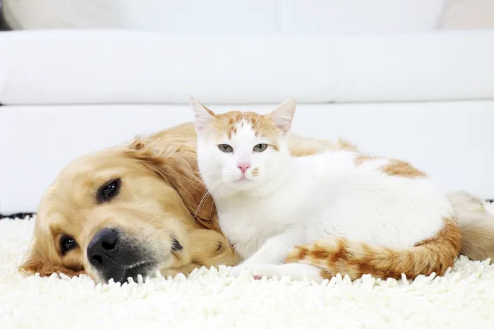 Thrive Pet Healthcare at Medford 5