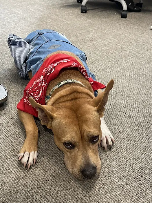Arlington Animal Clinic 5