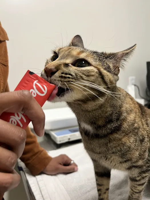 Arlington Animal Clinic 3