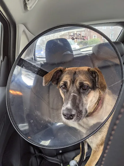 Arlington Animal Clinic 4