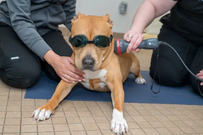 Arlington Animal Clinic 8