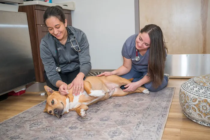 Arlington Animal Clinic 2