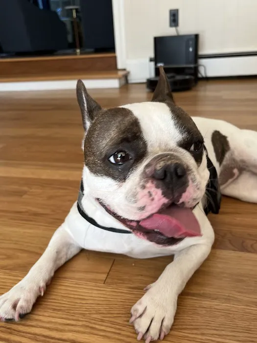 Central Animal Hospital of Stoneham 1