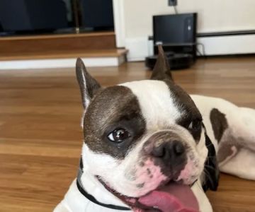 Central Animal Hospital of Stoneham