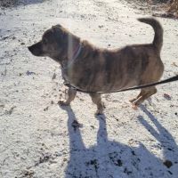 Stoneham Animal Hospital Inc ico