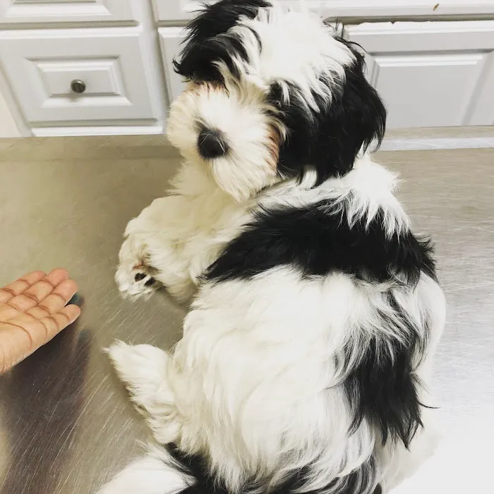 Fresh Pond Animal Hospital 2