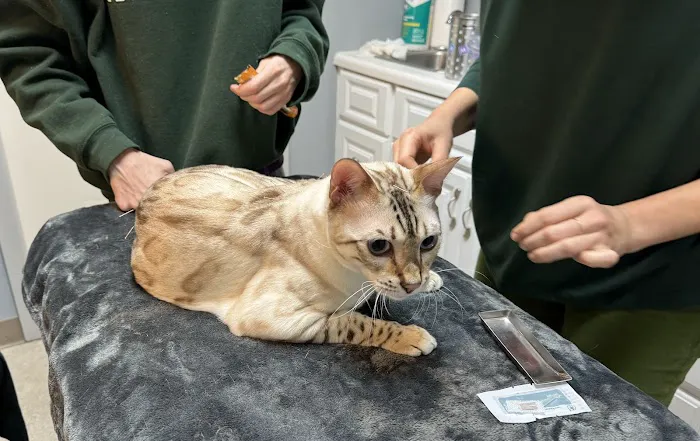 Fresh Pond Animal Hospital 5