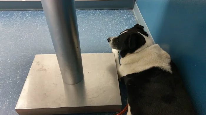 Fresh Pond Animal Hospital 4