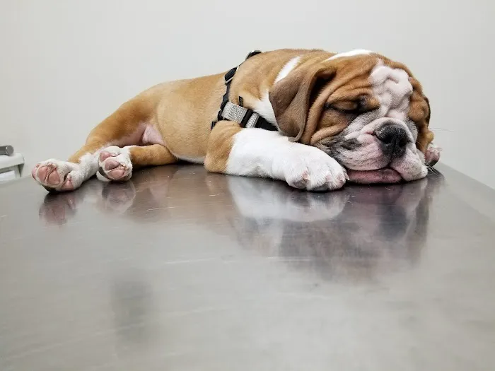 Fresh Pond Animal Hospital 7