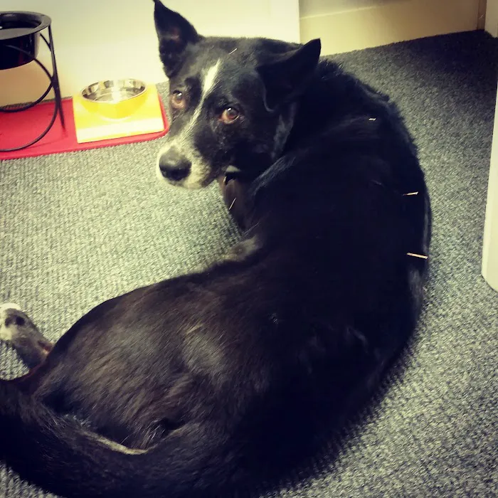 Sleepy Dog Veterinary 4