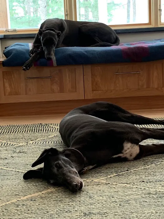Sleepy Dog Veterinary 5
